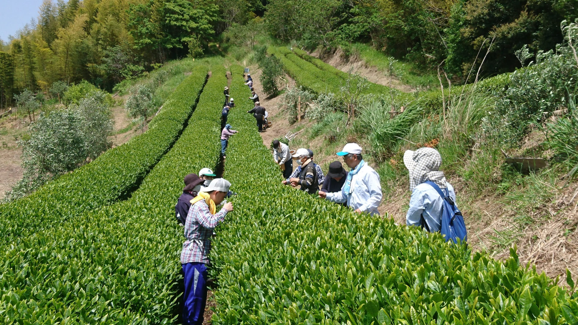 5月の一大イベントのお茶摘みです！毎年藤枝市の光洋台で行っている農福連携作業です。葉を手摘みして茶葉のパック詰めまで行っています。保護者と一緒に行っている親子で
