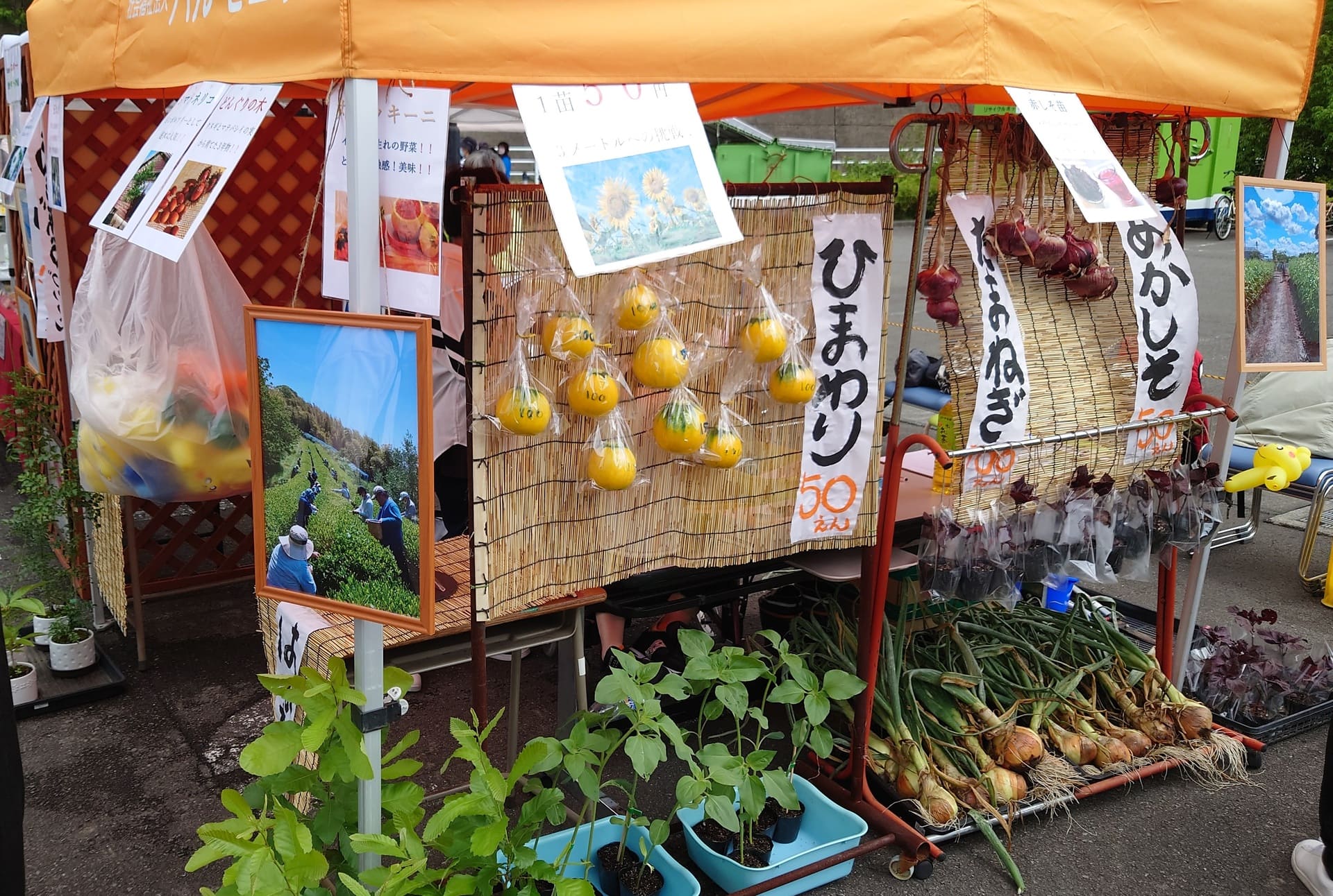 地域のお祭りにも参加しています。主には野菜を売っています。またありすの活動を知って貰いたいので、活動写真や動画を見せて周知活動もしています。