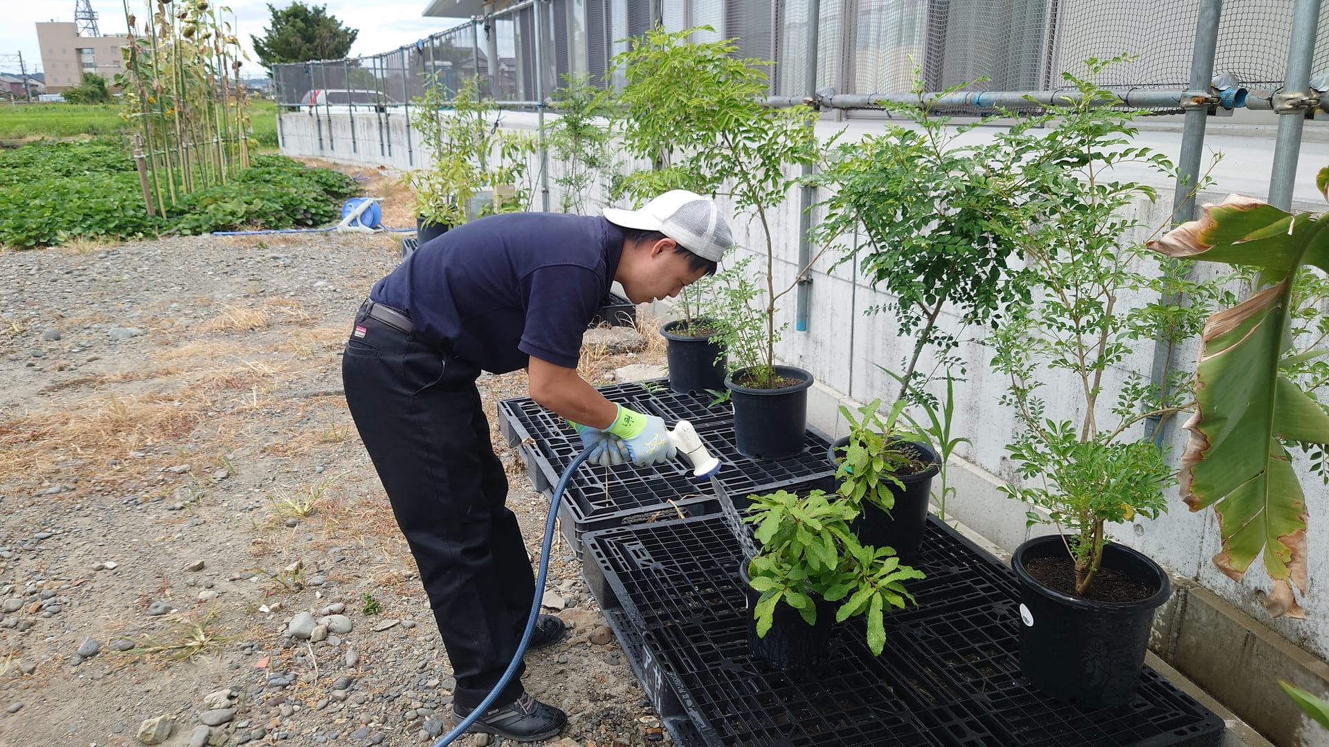 水やり３年・・・。一生懸命に水やりをしてくれています。ゆっくりでも丁寧に飽きずやることが求められます。じっくりやる彼の性格にむいている作業です。