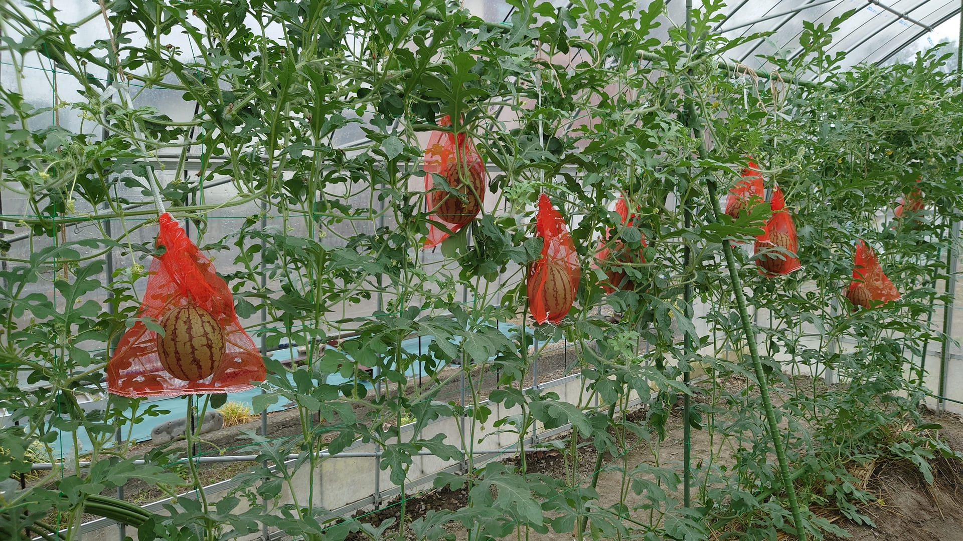 うるる農園のスイカは空中栽培型です。ありすの利用者さんはスイカは吊って栽培されると思っています。