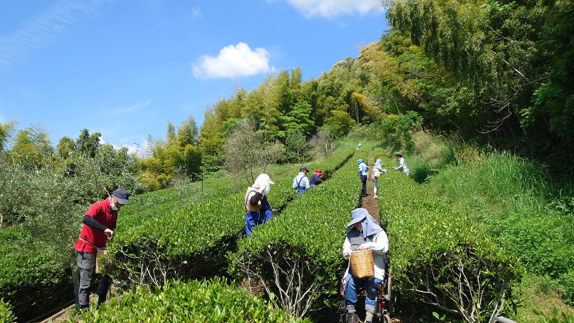 お茶摘み作業