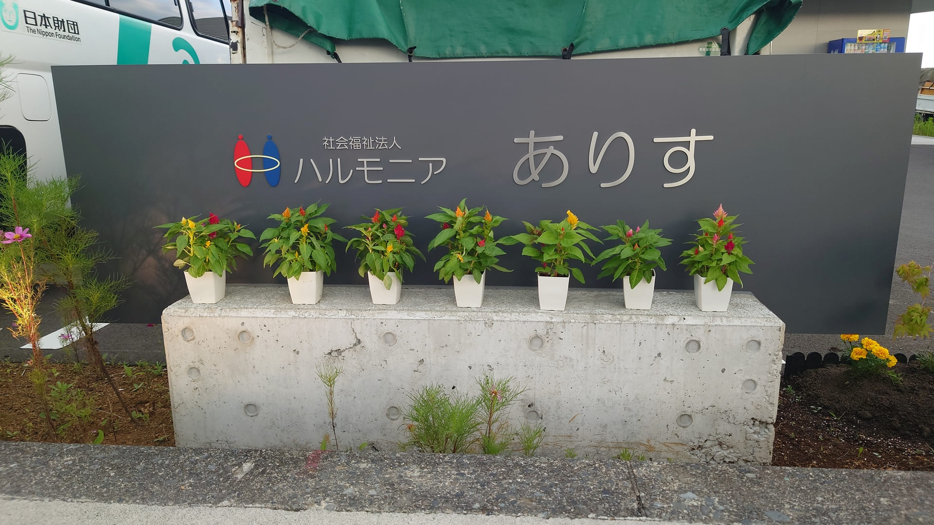 ハルモニア看板の花