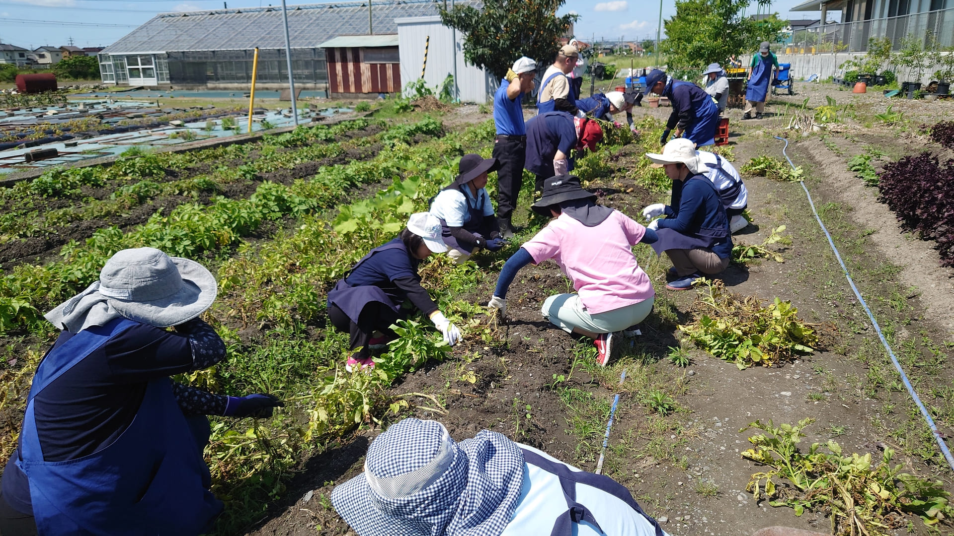 農園作業　じゃがいも掘り