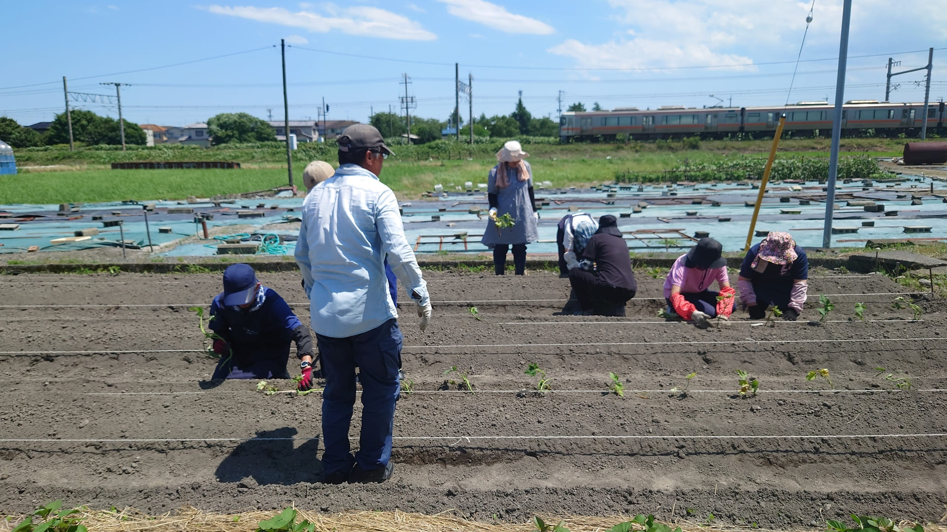 農園作業　サツマイモ苗植え
