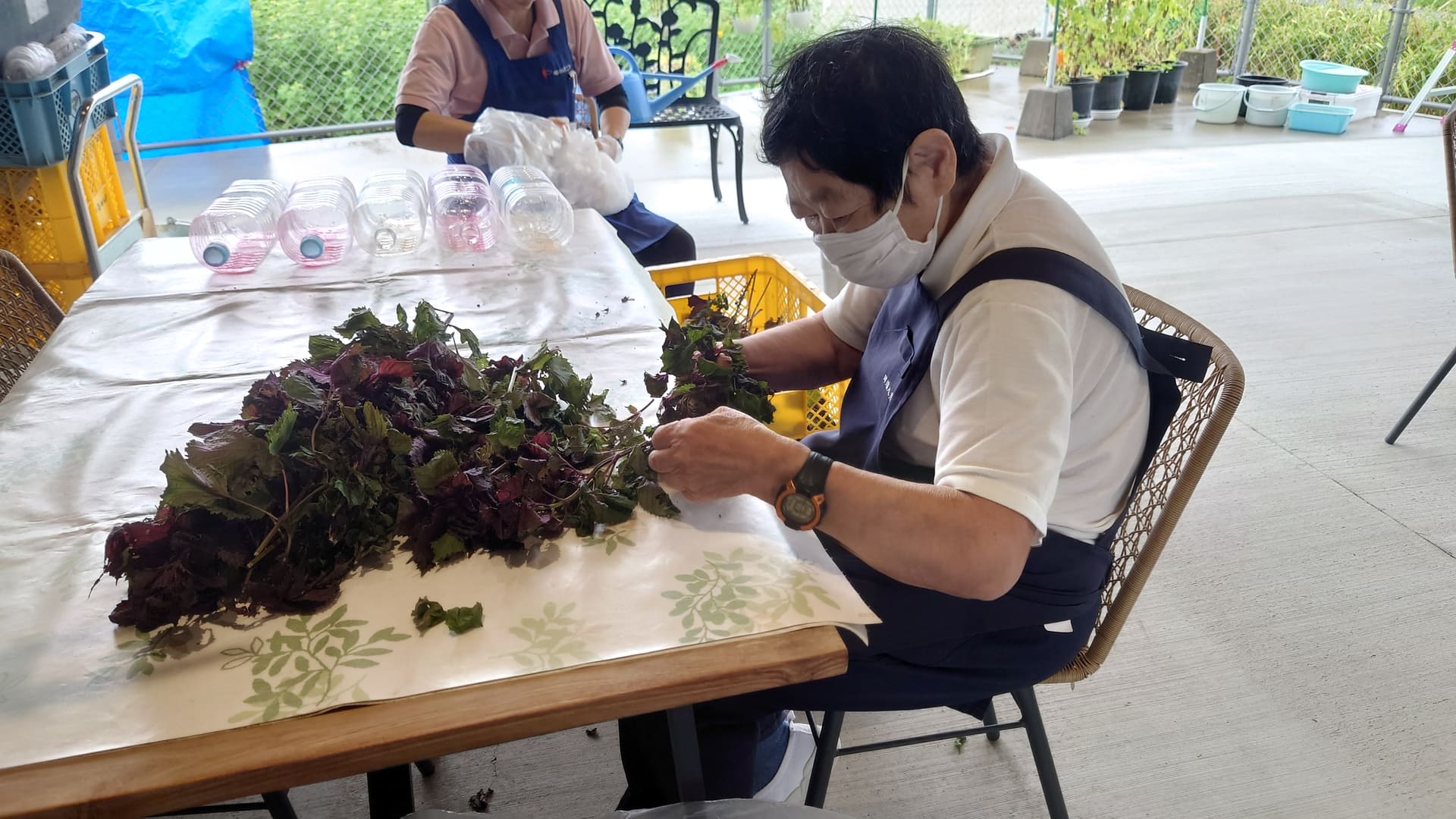 農園作業　シソの葉分け