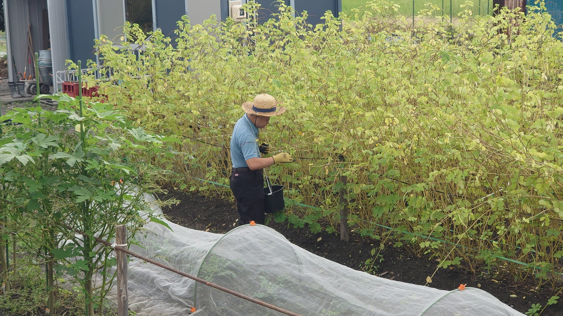 農園作業　エビス草の収穫