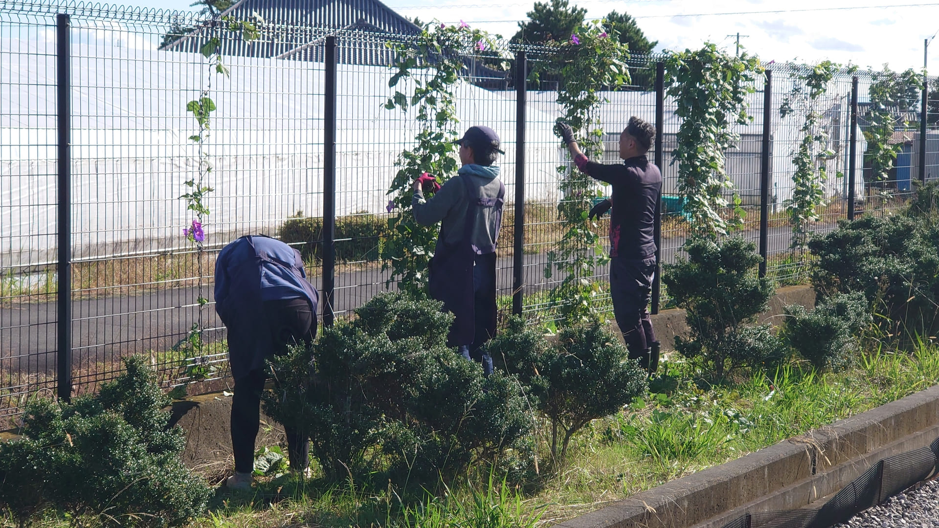 ソーラーパネル施設場作業　つる草とり