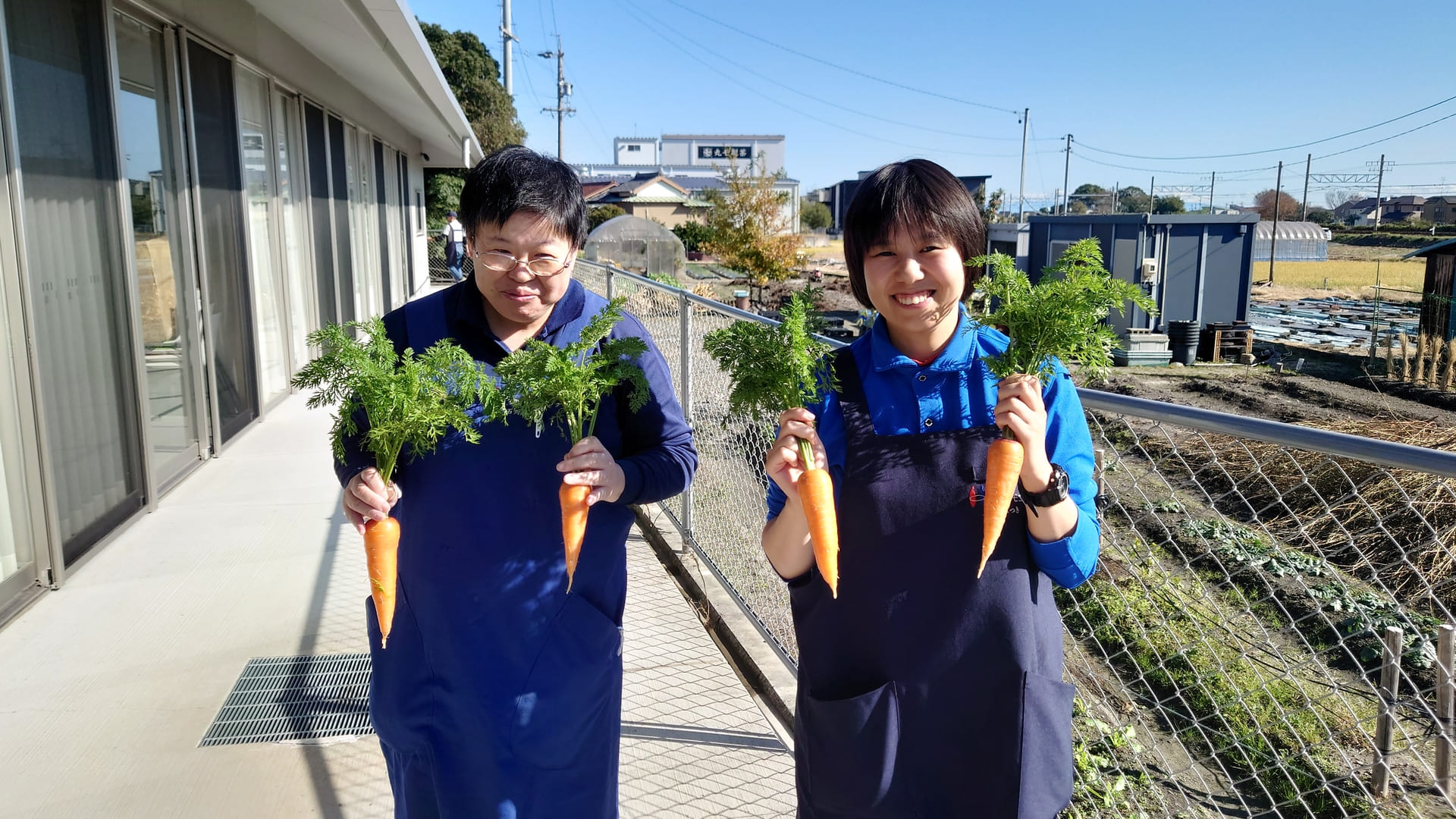農園作業　人参収穫