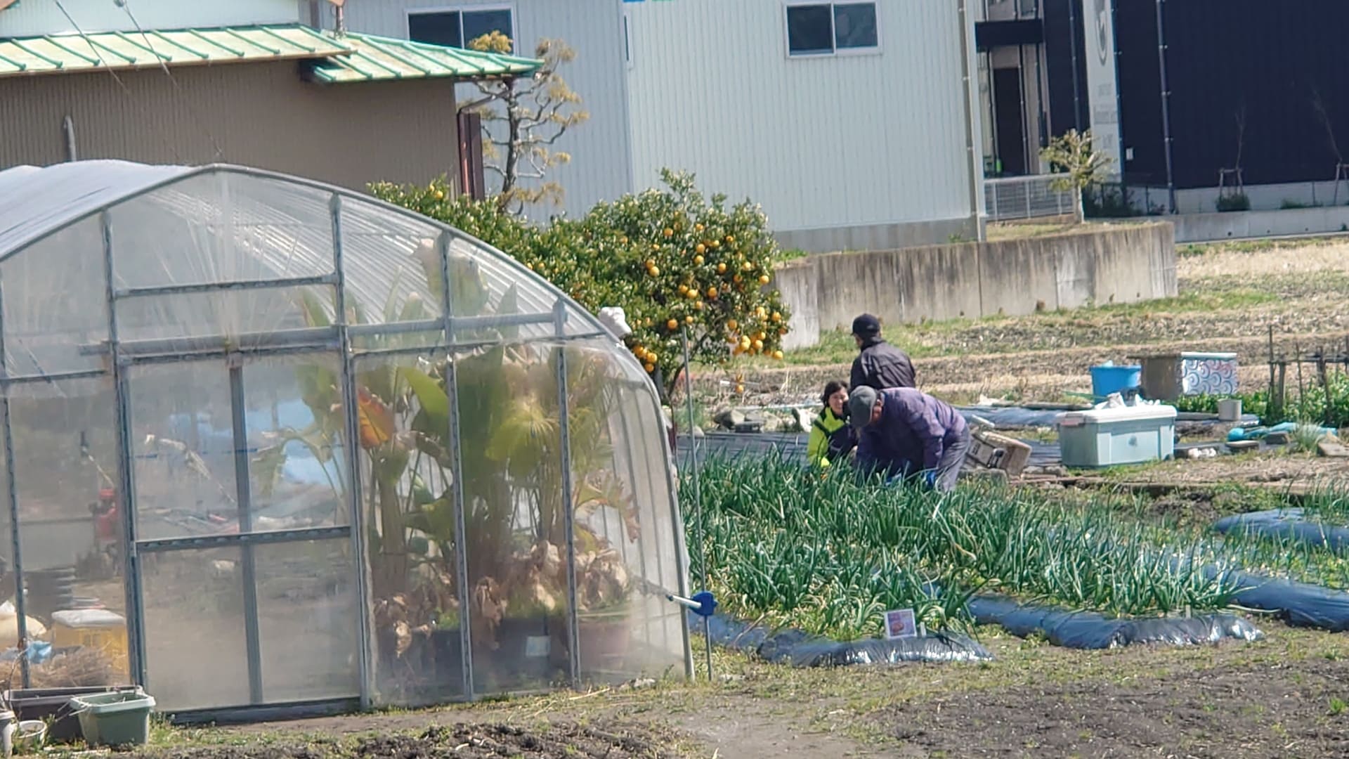 農園作業　新玉ねぎ収穫