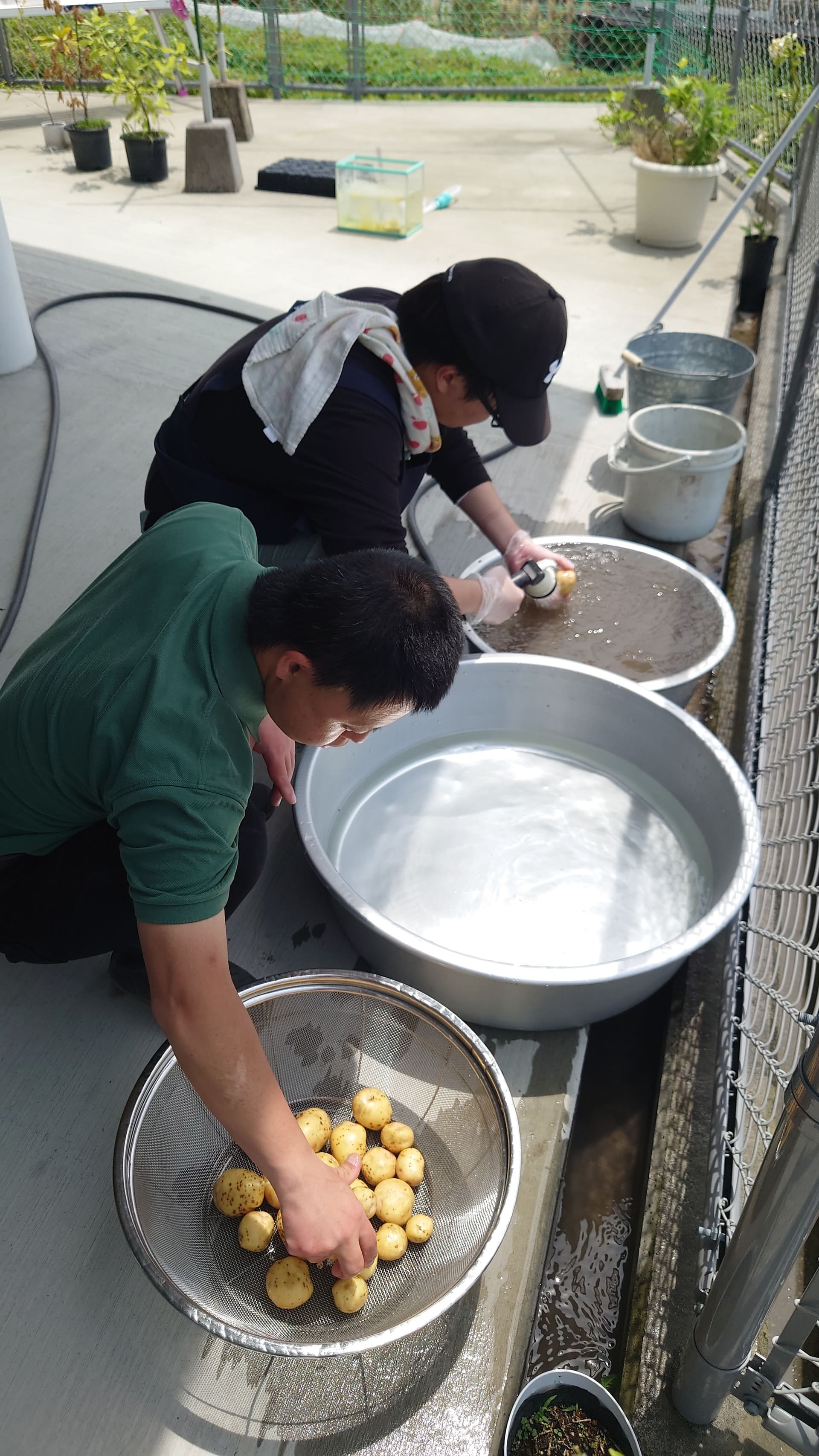 農園作業　じゃがいも洗い