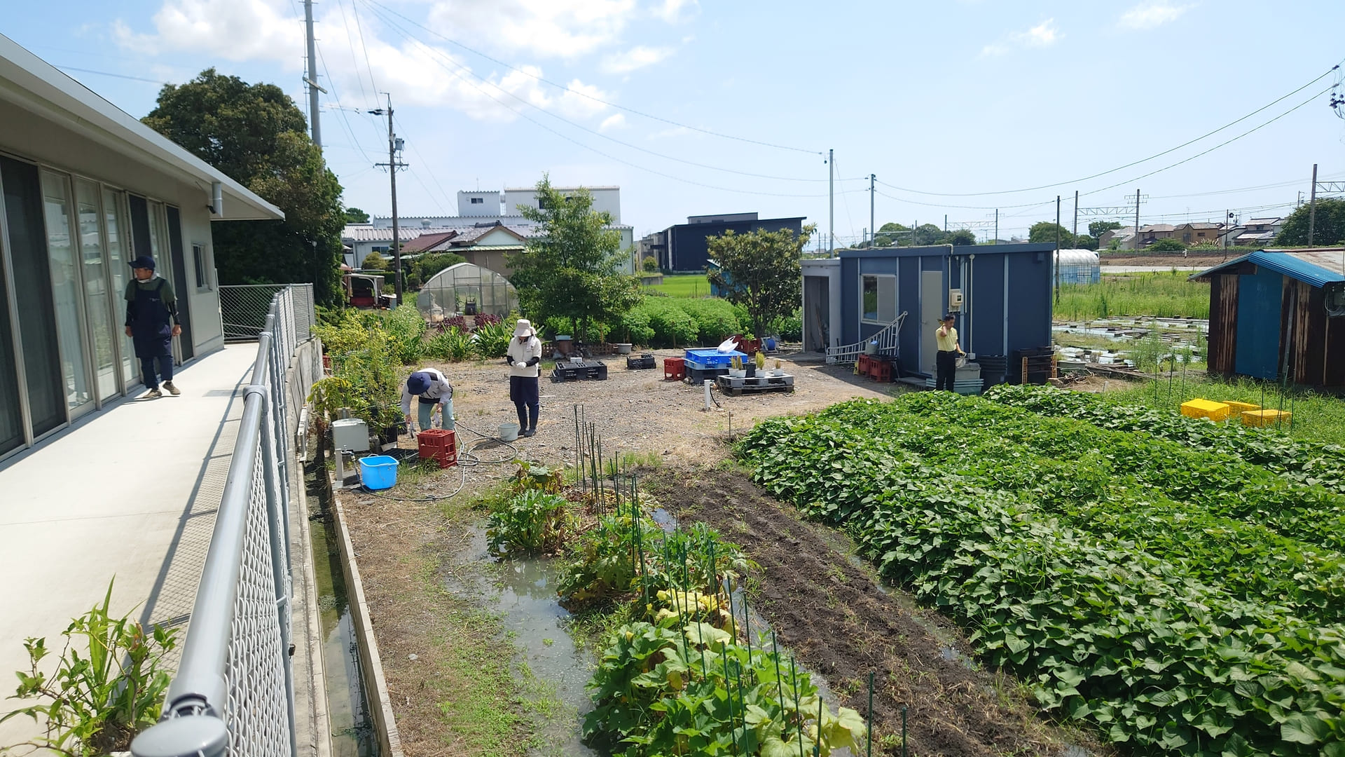 農園作業　草取り