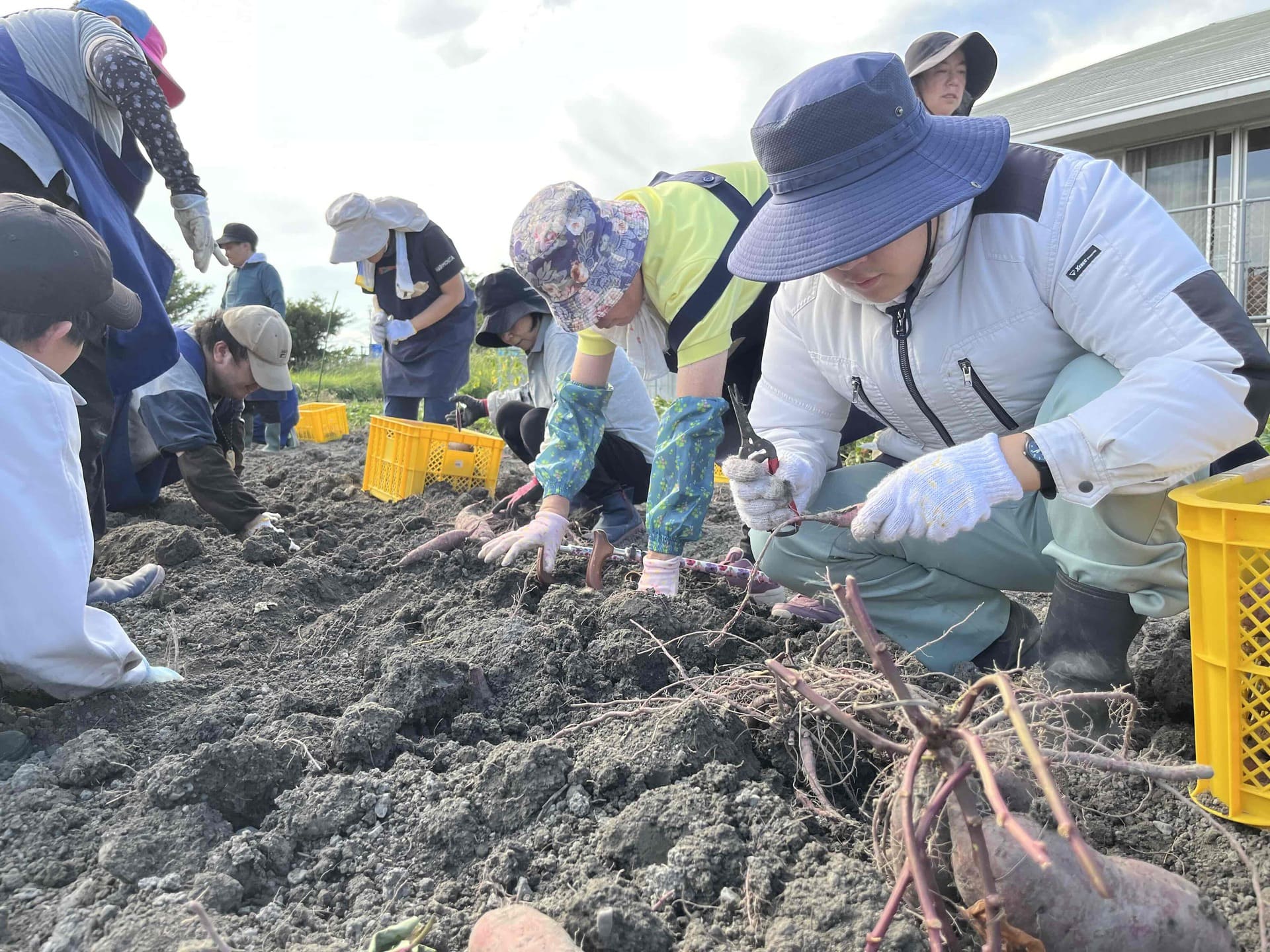 農園作業　さつまいも収穫