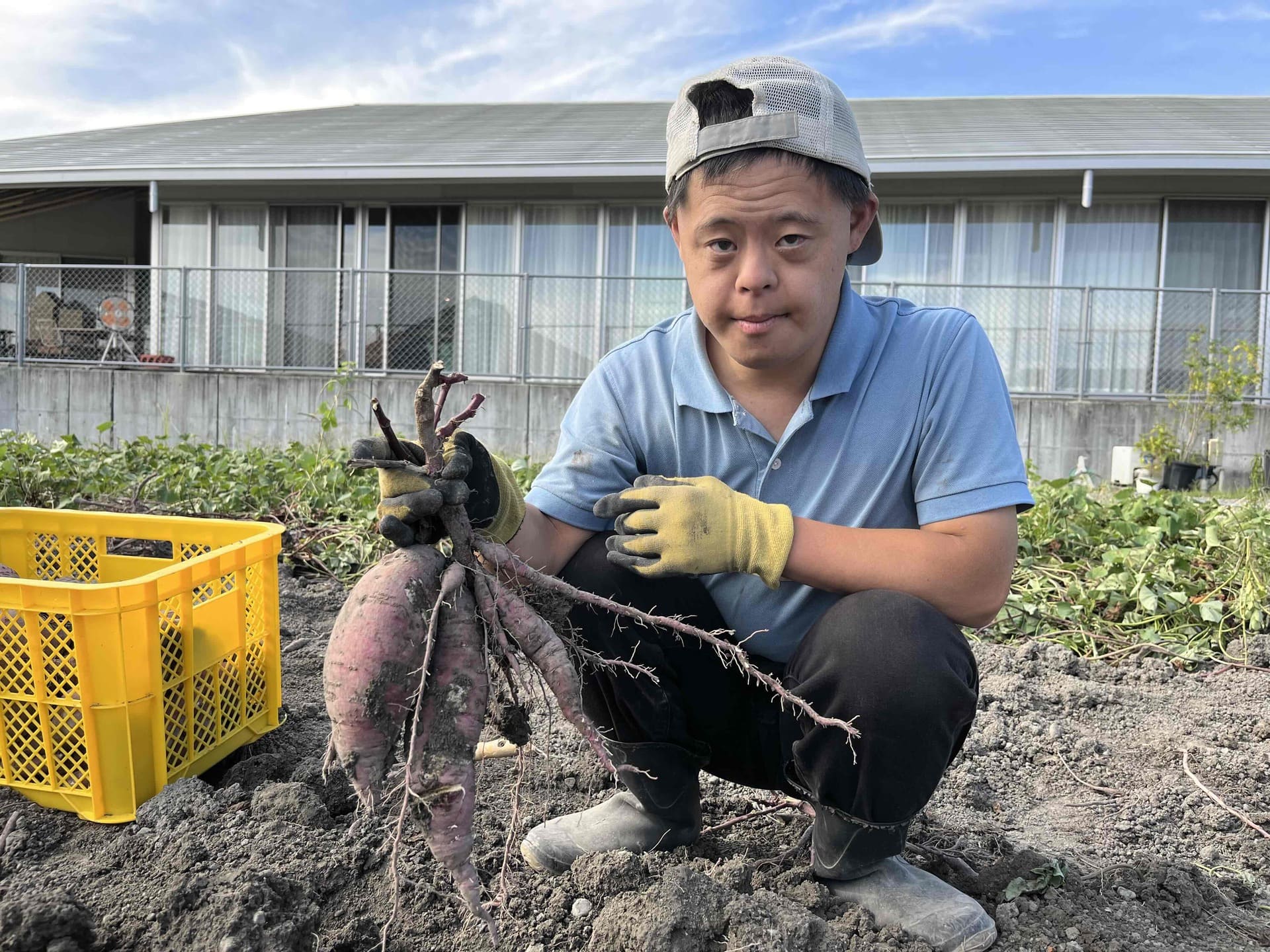農園作業　さつまいも収穫