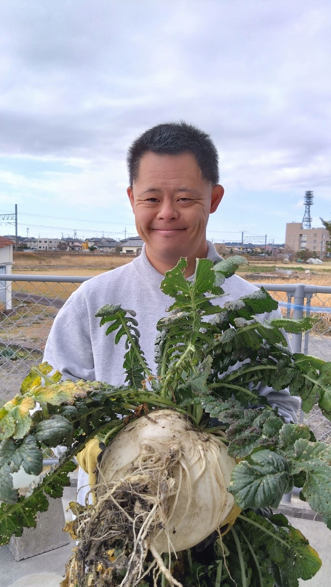 農園作業　桜島大根収穫