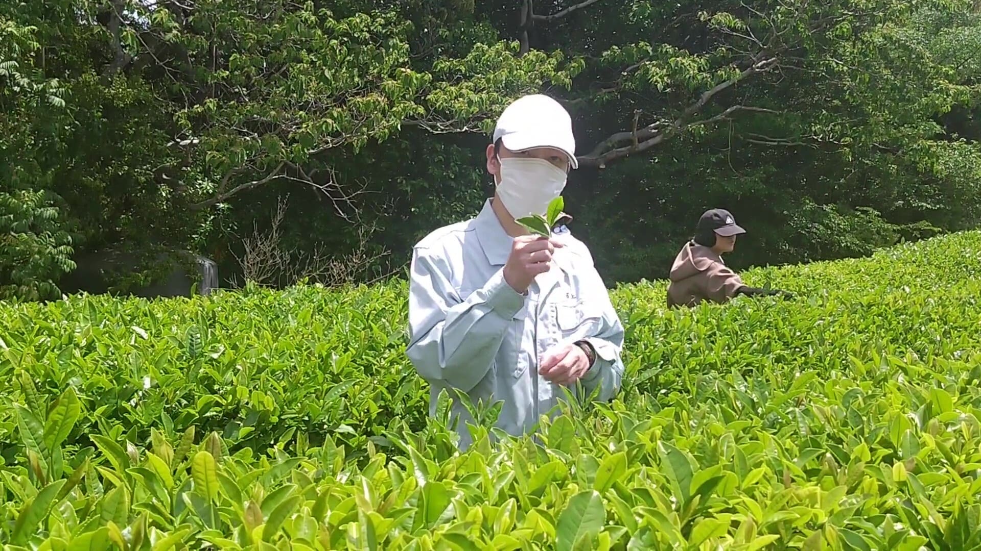 お茶摘み作業　茶葉摘み