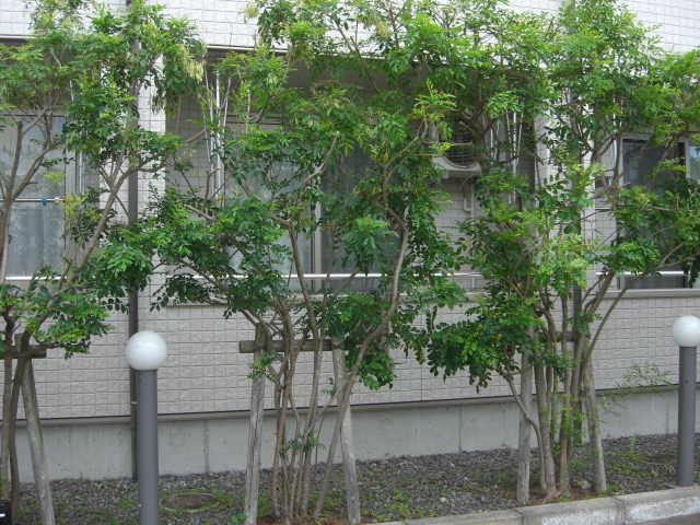 キャメロット202009_7