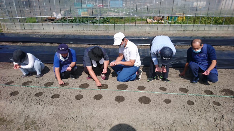 ありす202010農園種植え